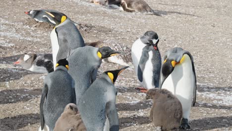 close up of king penguin colony in the falkland islands