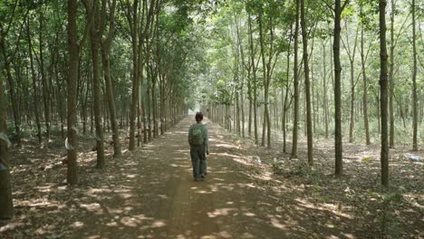 walking through a rubber plantation
