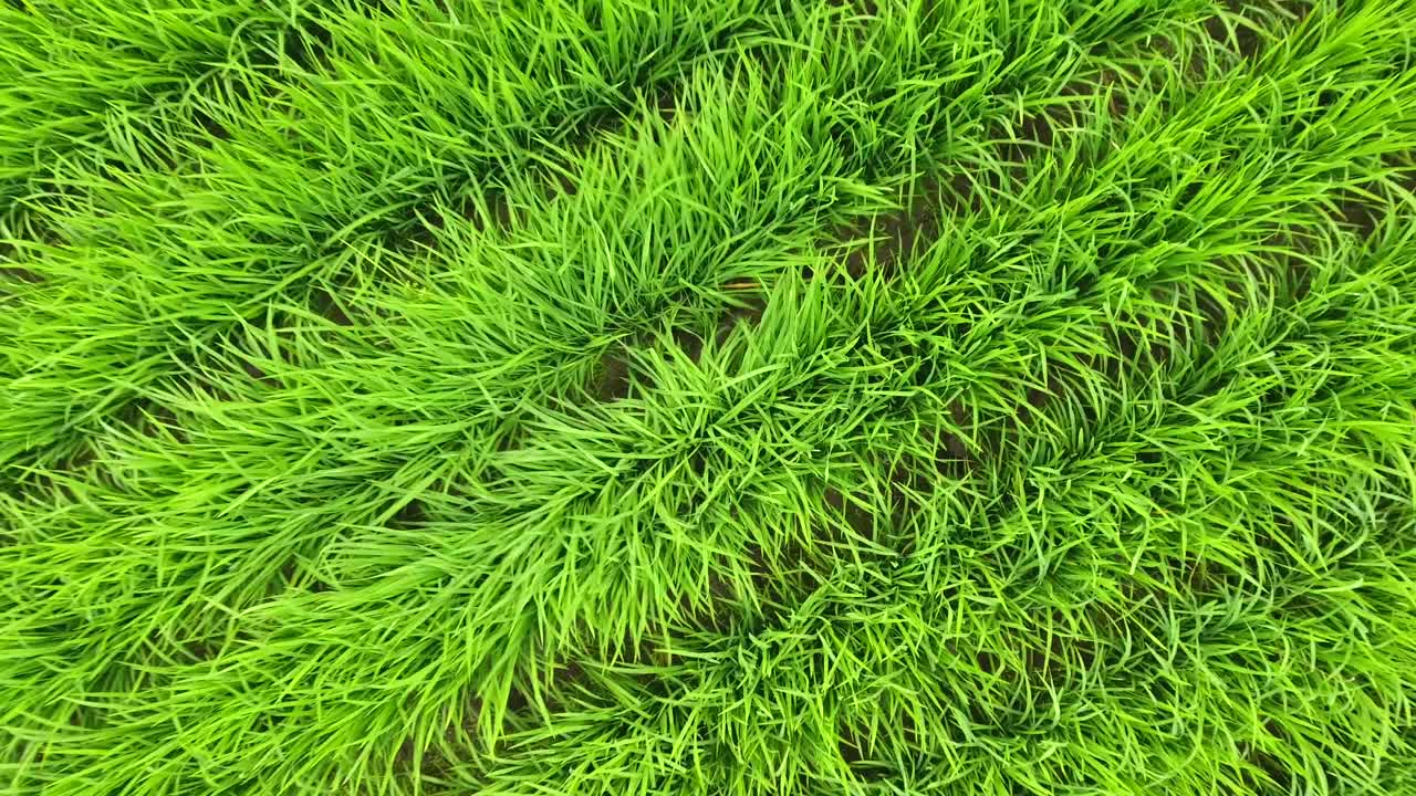 역동적인 빠른 움직임, 매우 흥미로운 논밭 회전 및 빠른 공중 뷰 드론 샷 비행