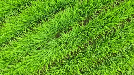 movimientos rápidos dinámicos, clip muy interesante de campos de arroz que giran y vuelan rápidamente vista aérea toma de drones