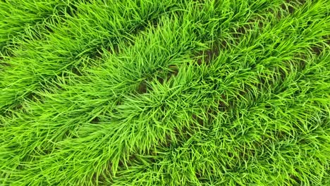 dynamic quick movements, very interesting clip of rice fields turning and flying fast aerial view drone shot