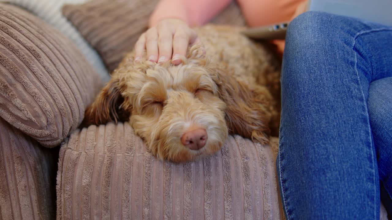 집에서 노트북과 함께 소파에서 휴식을 취하는 반려동물 카카푸 개와 함께 여성