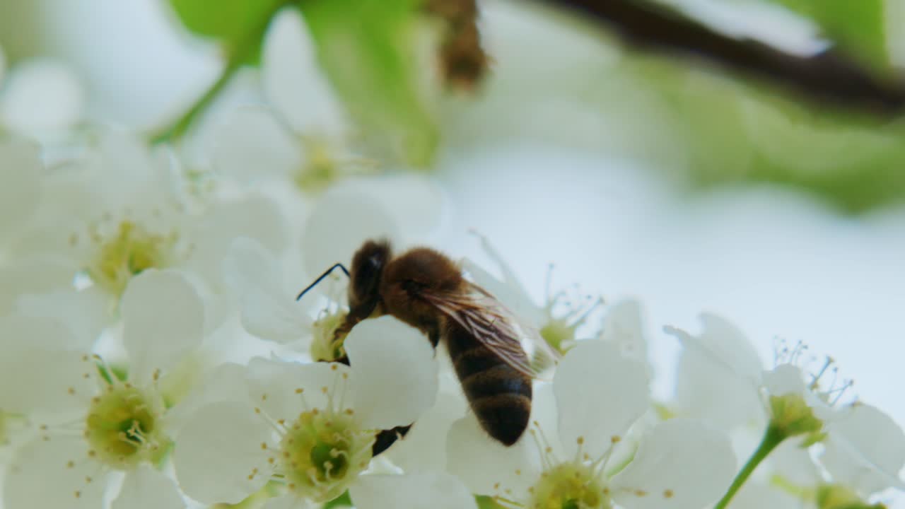 Un'ape da miele raccoglie nettare da candidi fiori. Una messa a fuoco morbida evidenzia i petali delicati e l'insetto operoso. La delicata luce primaverile esalta le texture floreali. Ideale per progetti a tema natura, giardinaggio o ecologia.