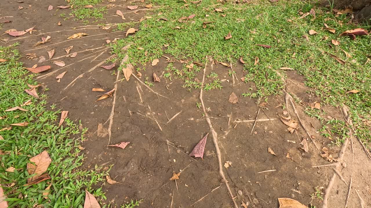 길 위에 잔디가 퍼지는 시간적 간격