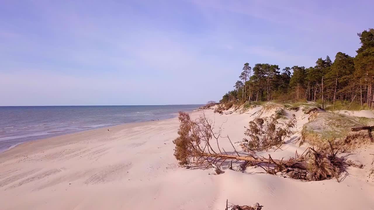 Aerial view of Baltic sea coast on a sunny day, steep seashore dunes damaged by waves, broken pine trees, coastal erosion, climate changes, wide angle drone shot moving forward