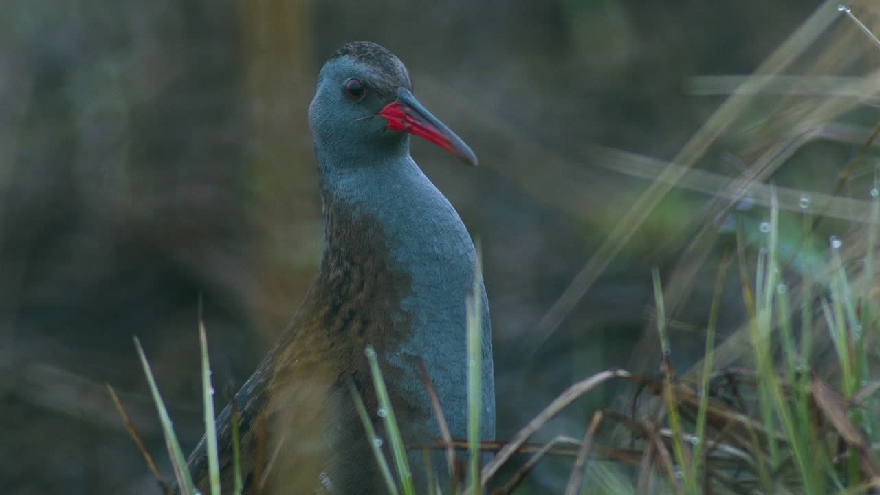 A shy water rail bird partly hiding in dry grass. Early morning dusk, without sunlight