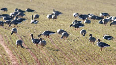 Una-Gran-Bandada-De-Gansos-Albifrones-De-Frente-Blanca-En-El-Campo-De-Trigo-De-Invierno-Durante-La-Migración-De-Primavera