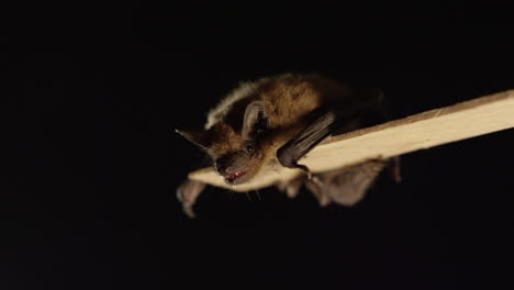 A-brown-bat-isolated-on-black-background