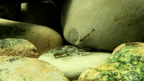 ninfas de mosca de mayo aferrándose a una roca en un arroyo de trucha, vista amplia
