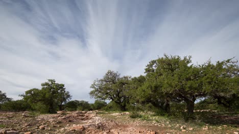 árbol de argán 04