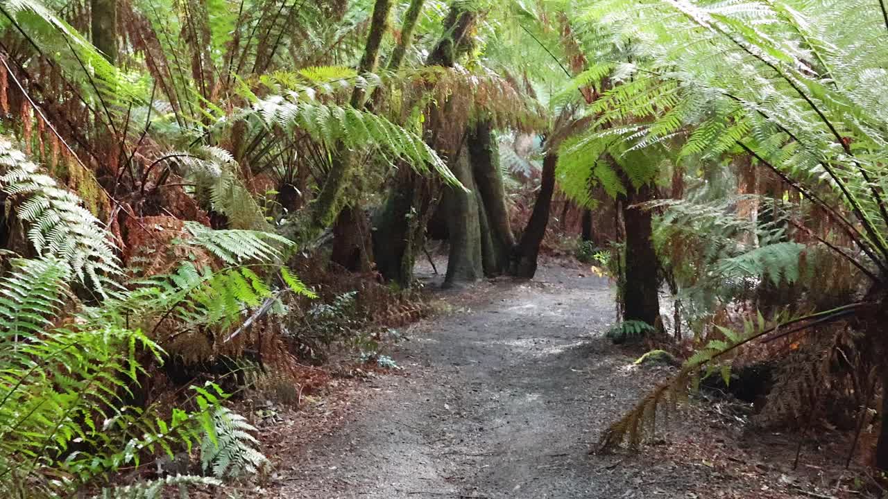 живописная тропа через пышную растительность тропических лесов