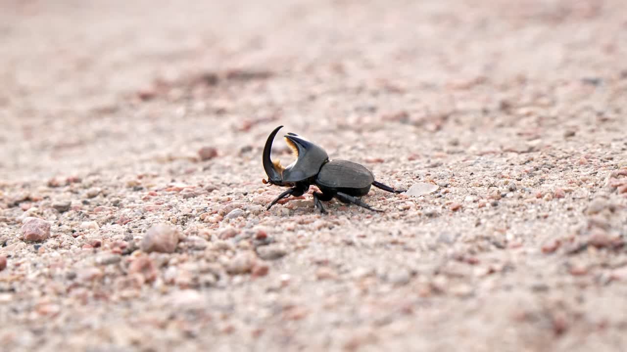 広い砂地を這う大きな黒いサイカブトムシのマクロな側面図。大型のカブトムシが砂の地面を這い進む様子。