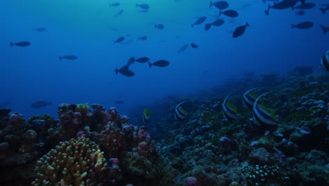 Un-Paisaje-Submarino-Increíblemente-Hermoso,-Repleto-De-Peces-Y-Con-Una-Amplia-Gama-De-Colores