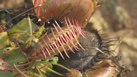 la hormiga es atrapada por la planta carnívora venus atrapamoscas cuando toca su cabello y luego se escapa.