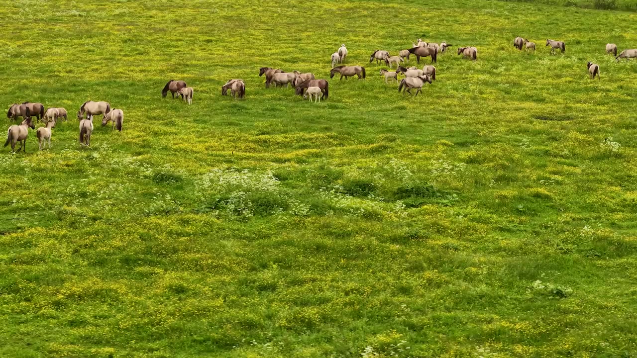 Vista aerea di una mandria di cavalli che pascola in un lussureggiante prato verde cosparso di fiori selvatici gialli, creando un pacifico paesaggio agricolo pastorale.