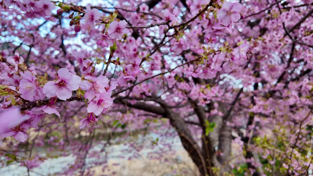 Riprese ravvicinate di fiori di ciliegio Kawazu-zakura rosa intenso sui rami, che ondeggiano leggermente, con il fiume e le montagne sfocati sullo sfondo.