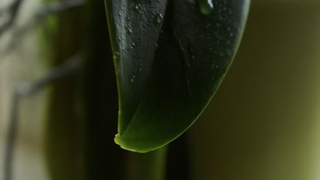 Etwas-Wasser-Auf-Ein-Blatt-Streuen-17