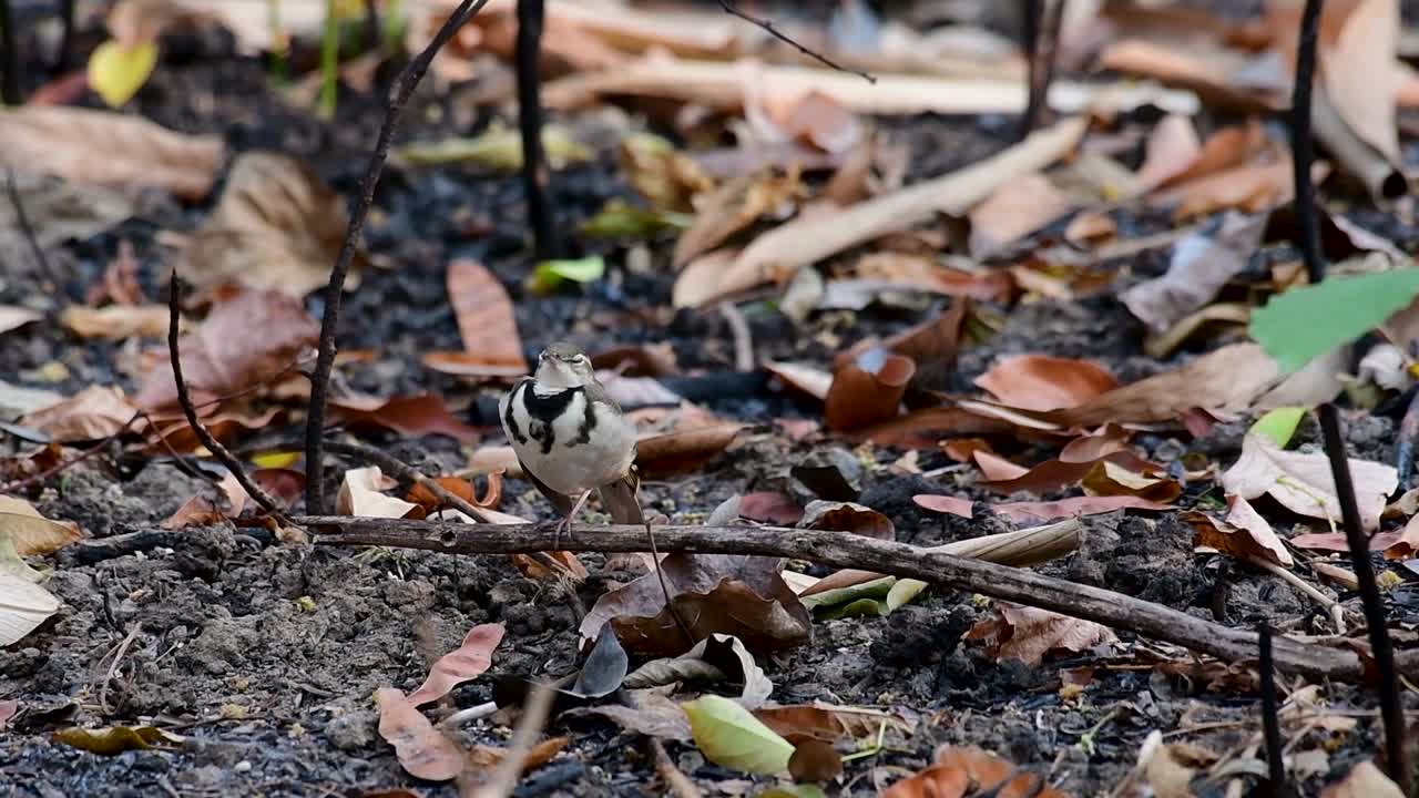la lavandera del bosque es un ave paseriforme que se alimenta de ramas, terrenos forestales, moviendo la cola constantemente hacia los lados
