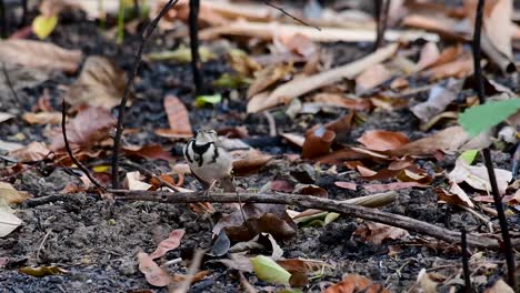 the forest wagtail is a passerine bird foraging on branches, forest grounds, tail wagging constantly sideways