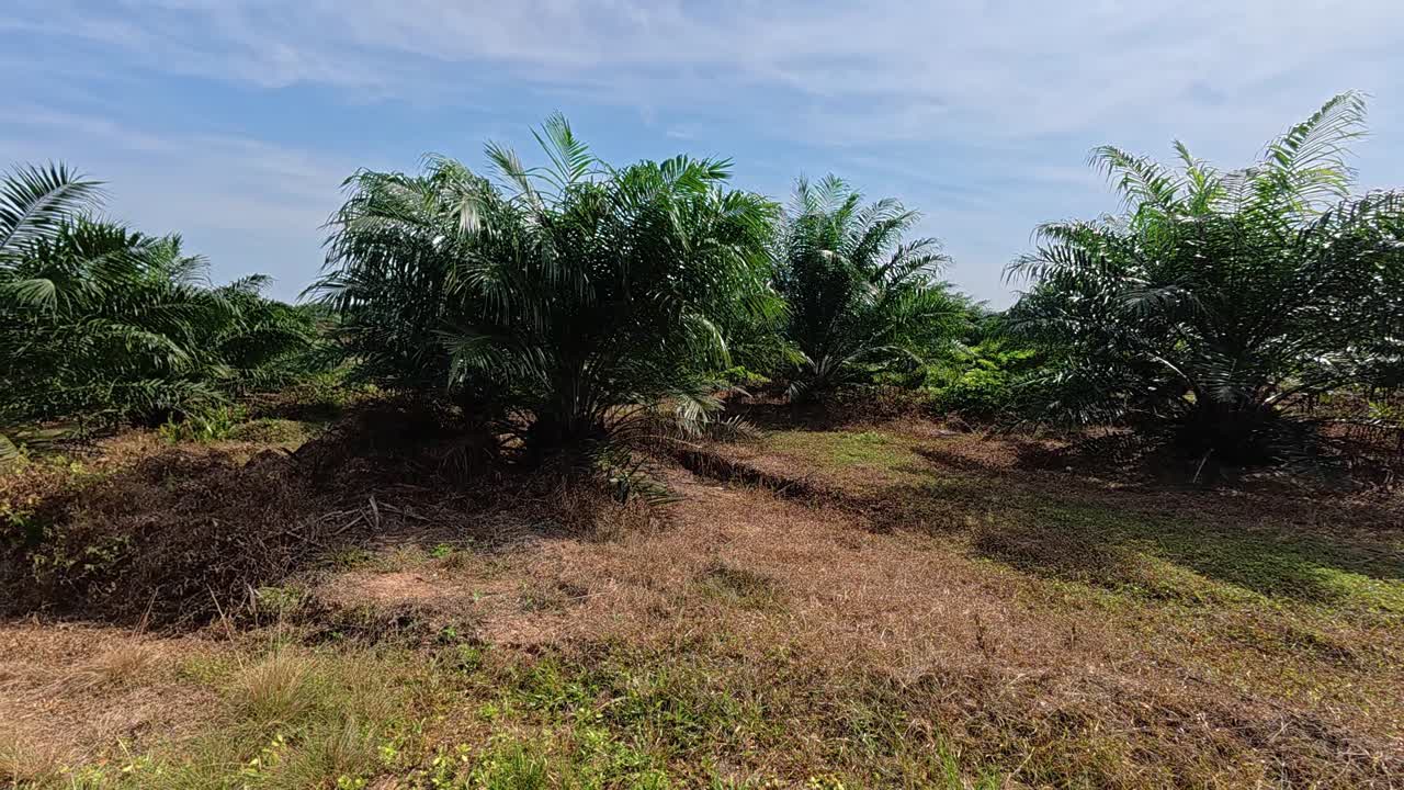 Palm oil trees flourishing in a lush plantation, a vital commercial crop in tropical Malaysia. The fruits are processed into cooking oil and various essential products.