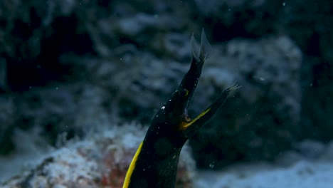 tiro en la cabeza de anguila de cinta negra y amarilla