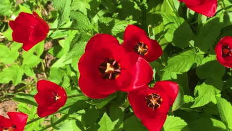 Top-down-view-of-red-tulip-flowers-move-in-wind,-countryside-garden,-Latvia