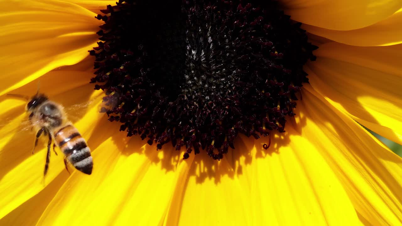 Close-up of a bee collecting nectar from the center of a sunflower, highlighting its vibrant yellow petals.