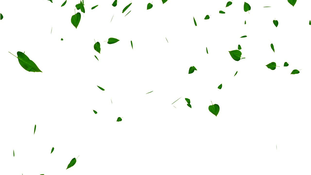 녹색 잎은 색에 분리되어 있으며, 매트, 루프가 있습니다.