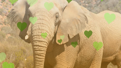 animation of heart icons over elephant