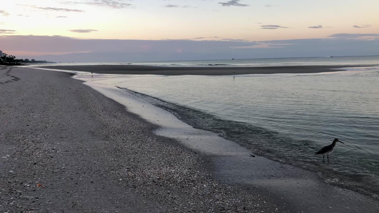lavandera caminando entre las olas en busca de comida