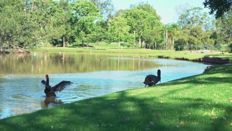 static shot swans and birds flying around a lake in a green tropical luscious garden with trees with birds all around