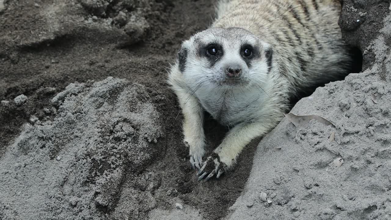 Meerkat Lying on Sand Resting Near Burrow Entrance