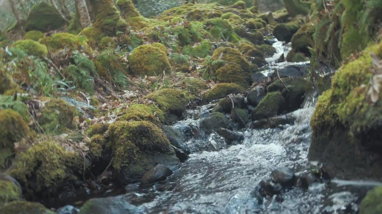 Streaming flowing through lush woodland Trippy rotating shot