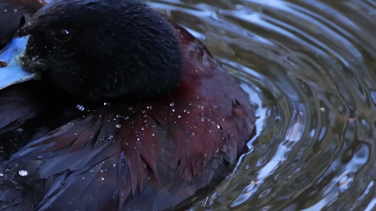 pato de pico azul nadando y arreglándose en el agua