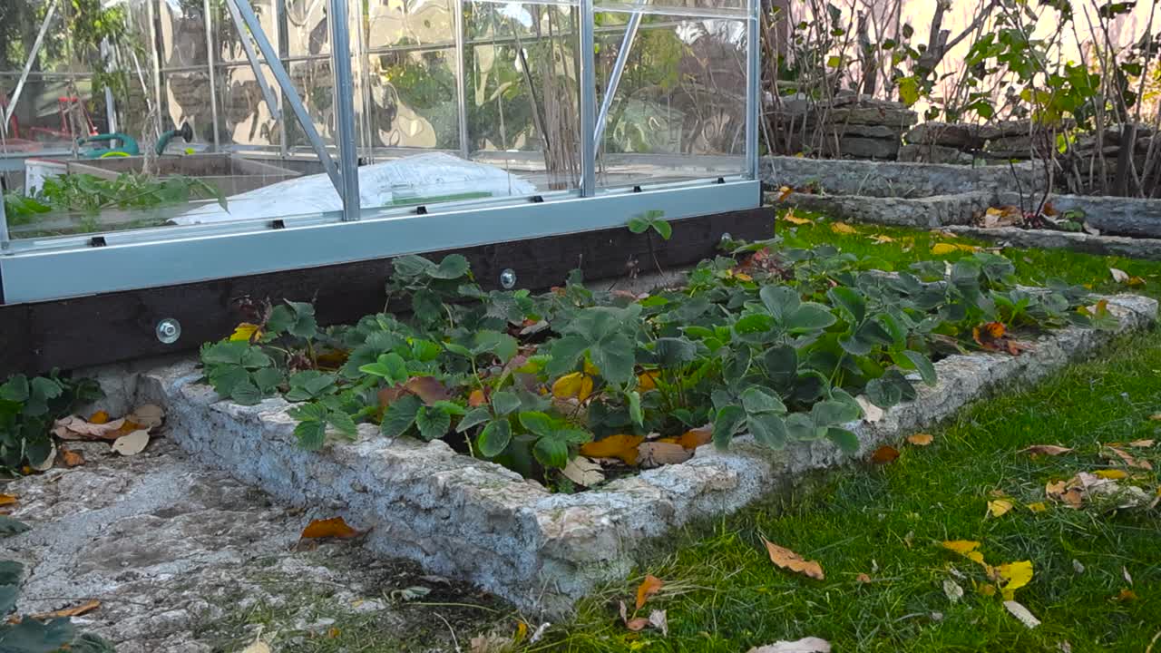 Limestone garden bed edge structure around strawberry plants during autumn time with fallen leaves on green grass in front of it during a cloudy day. A glass greenhouse is in the background.