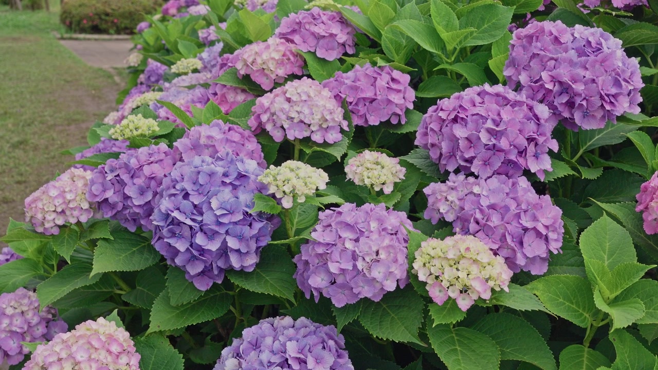 Fiori di ortensia vivaci nelle tonalità del blu, viola e bianco raggruppati accanto a un vialetto del giardino, con i loro petali rigogliosi incorniciati da foglie di un verde intenso