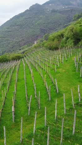 rows of trellis in the vineyards. - aerial vertical shot