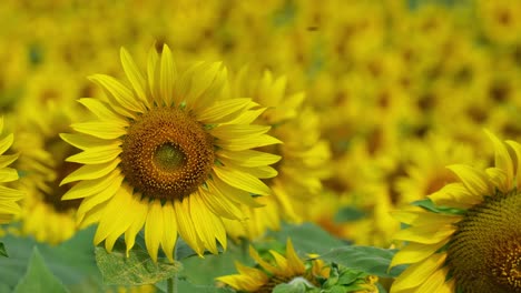 ocean of yellow flowers moving with the morning sun, common sunflower helianthus annuus, thailand