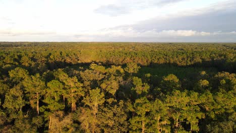 Wald-In-Georgia-Luftaufnahme-Während-Der-Goldenen-Stunde