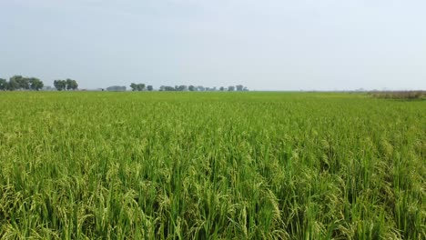 Aerial-view-shot-of-vast-paddy-field