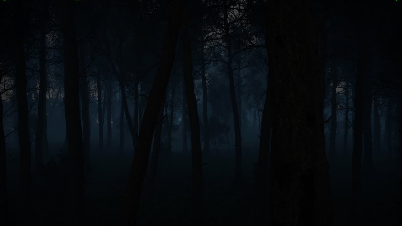 Dark and Foggy Forest at Night