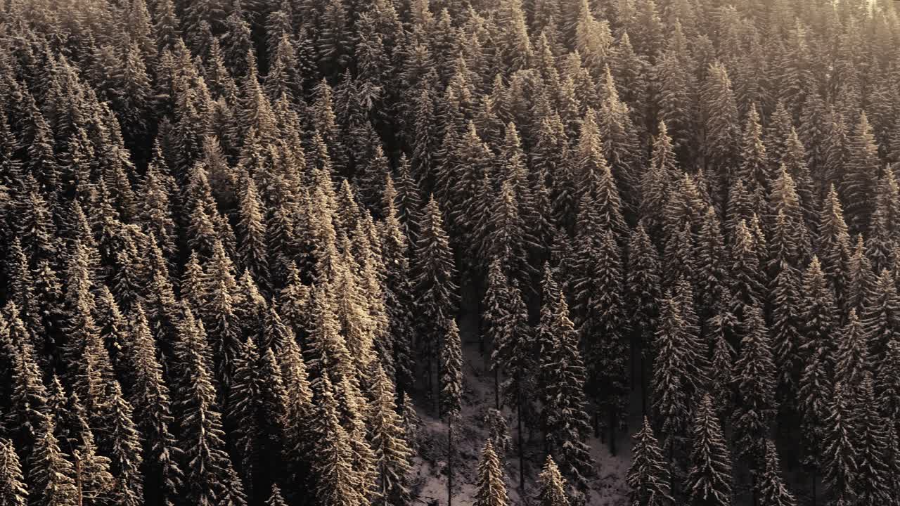 Foggy morning in the romanian mountain