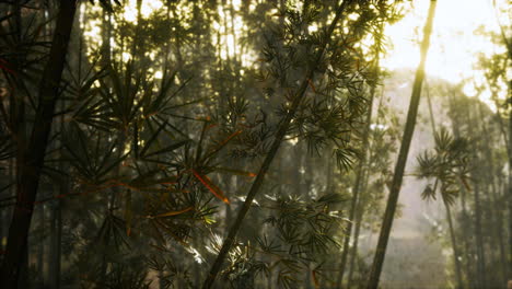 Bambuswald-Mit-Sonnigem-Morgen