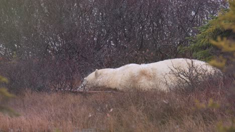 cámara lenta durmiendo oso polar se despierta, se levanta bum primero luego se sacude el agua entre los arbustos y árboles de churchill manitoba