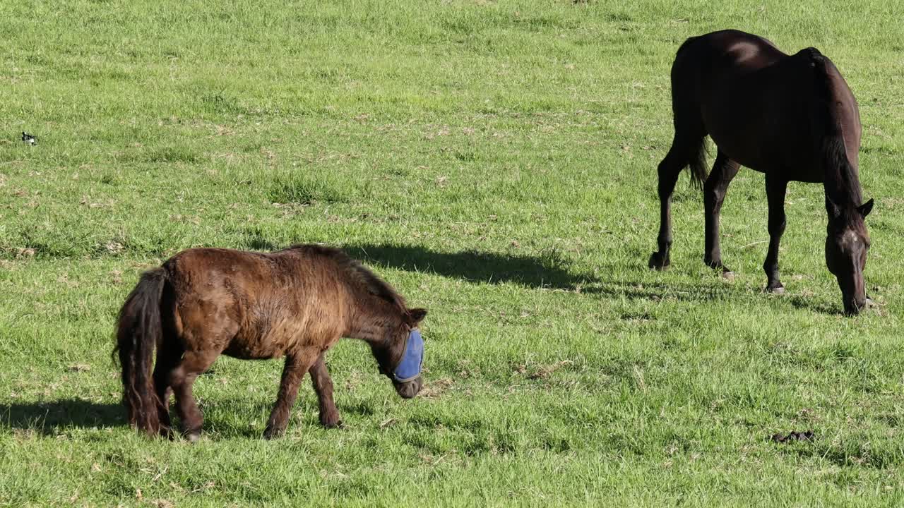 caballos adultos y jóvenes que se alimentan de hierba verde