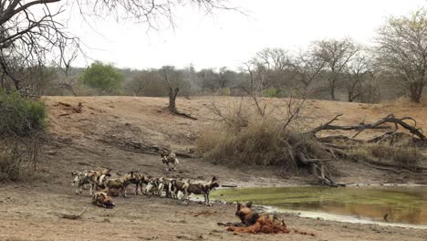 wide establishing shot of pack of african wild dogs drinking at waterhole, kruger national park