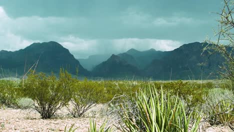 big bend national park (slow zoom shot): the texas desert skyline reveals dark clouds over rugged mountains, steady rain falling, and cacti swaying in the wind, showcasing nature's dramatic beauty.