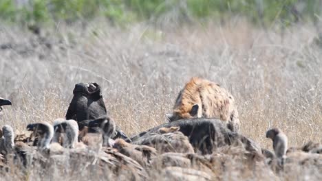 wide shot of a spotted hyena, black-backed jackals and vultures sharing the left-overs of a buffalo kill in kruger national park