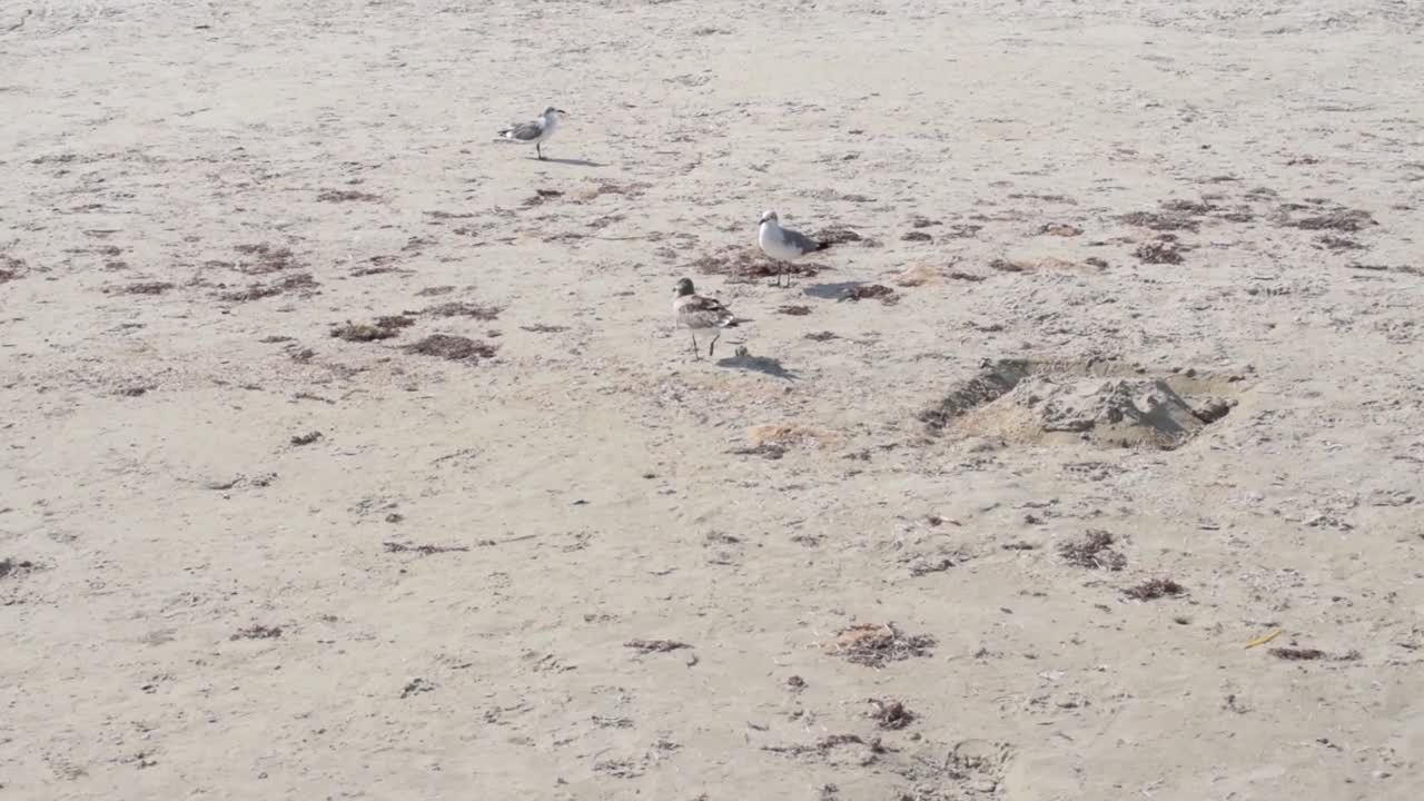 해변의 모래 위를 걷는 바다새들
