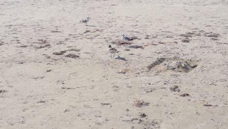 sea-birds-walking-on-the-sand-on-the-beach